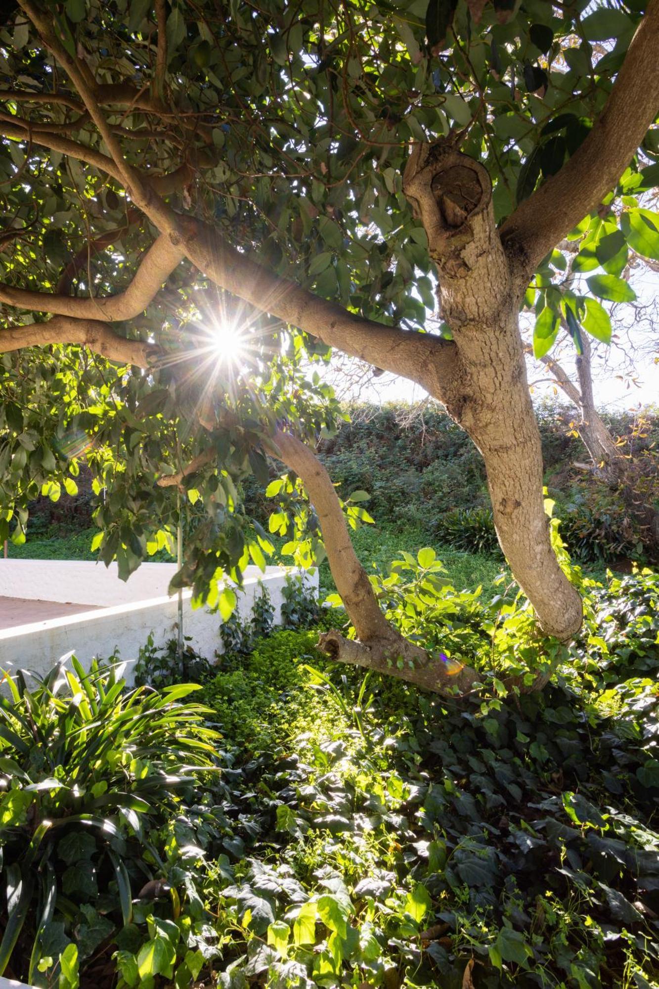 Lightbooking Casa De Campo Ortigal Tenerife La Esperanza (Tenerife) Exterior foto